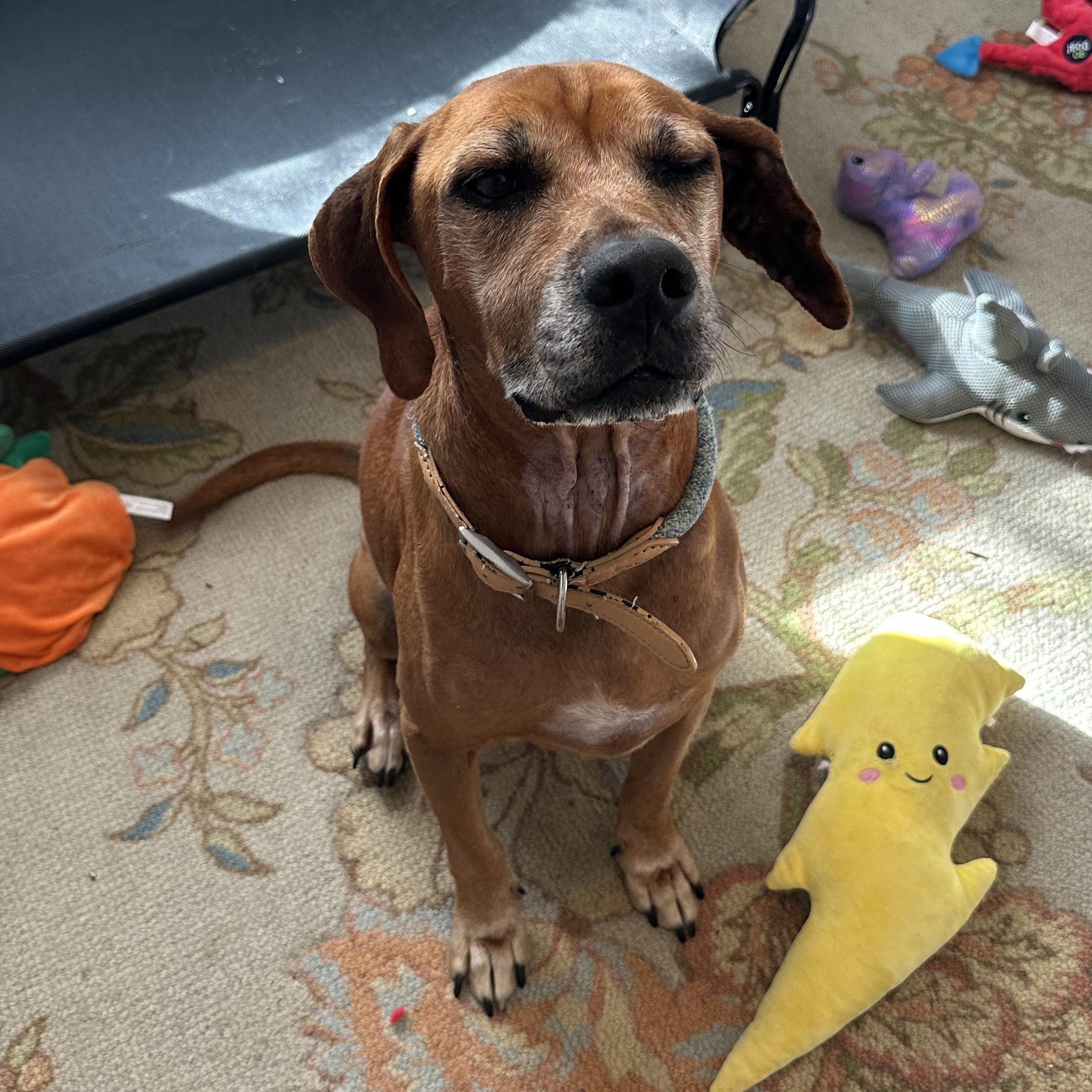 Beau, a Adoptable Hound in Sadler, TX image 4/5