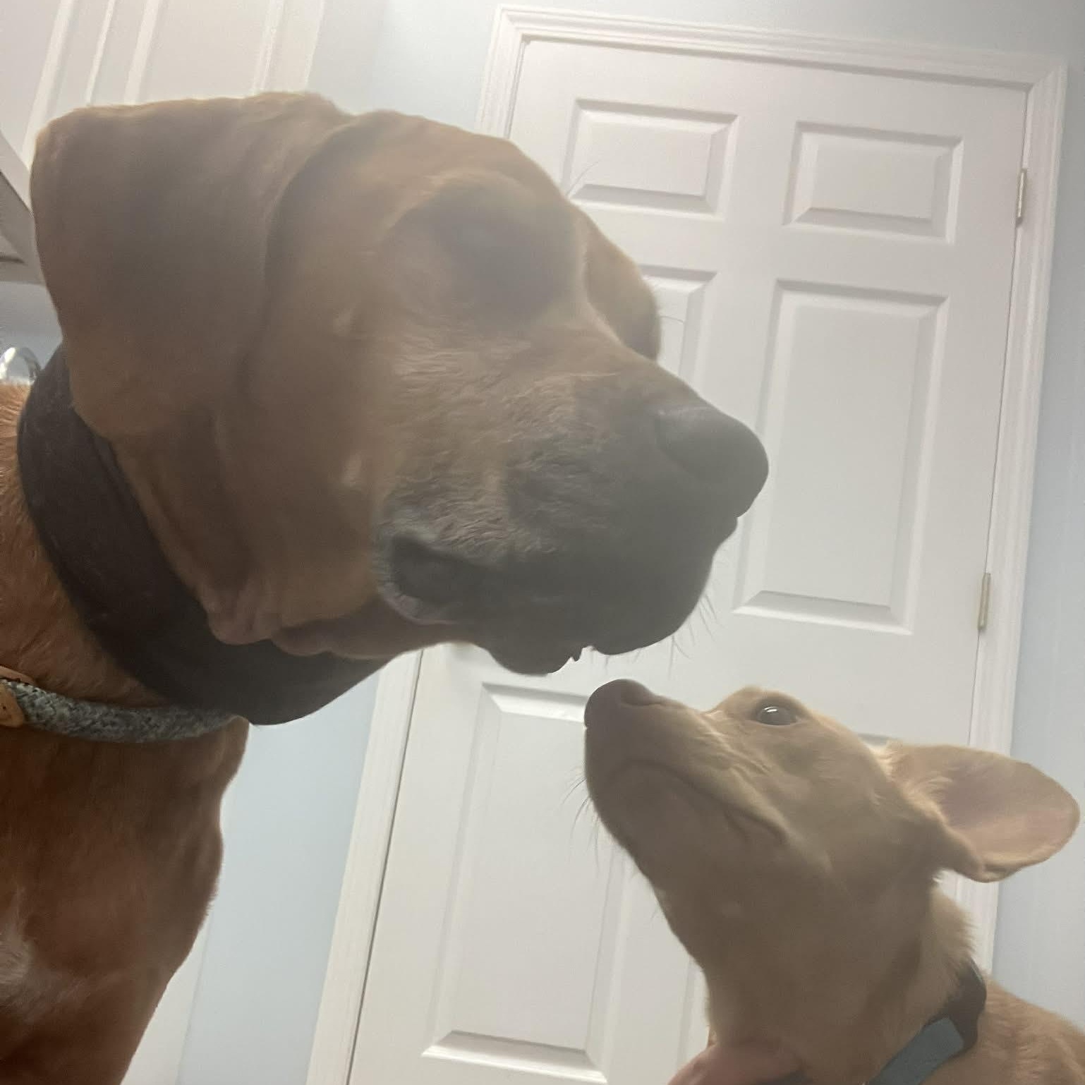 Beau, a Adoptable Hound in Sadler, TX image 5/5