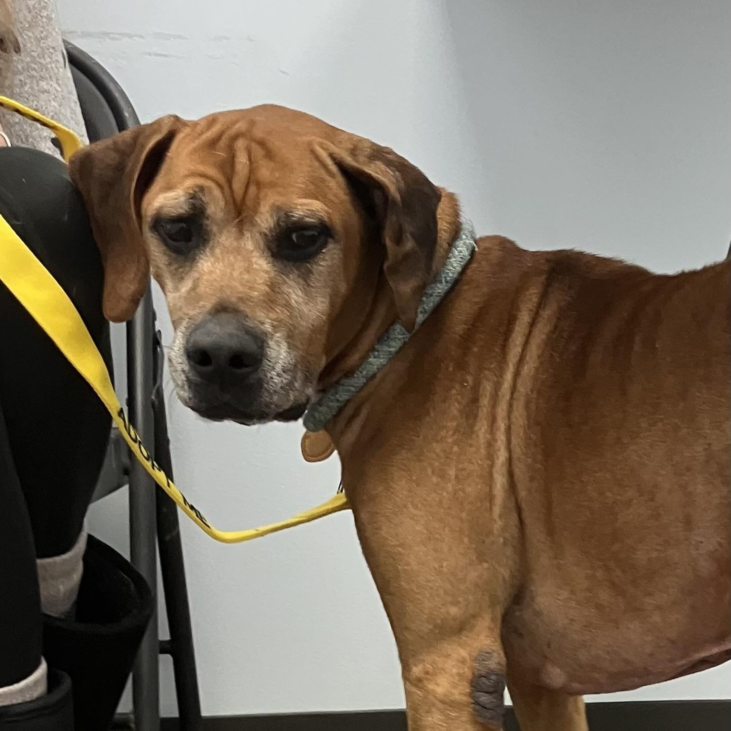 Beau, a Adoptable Hound in Sadler, TX image 2/5