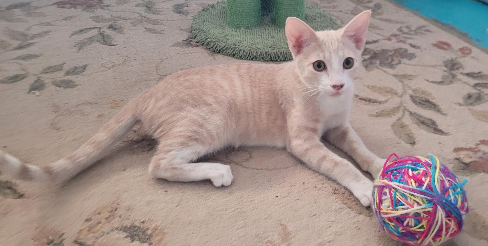 Enlarge Carli, a ADOPTABLE Domestic Short Hair in Alpine, TX image 1/1