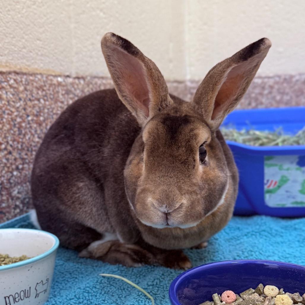 Hazel 50% off-In Foster See My Video!, Adoptable, Adult Female Rex & Bunny Rabbit.