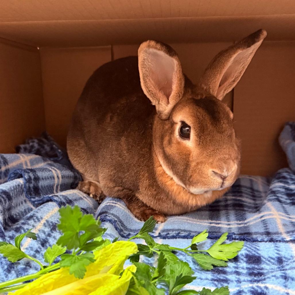 Enlarge Hazel 50% off-In Foster See My Video!, a Adoptable mixed breed in Springfield, MA image 2/6