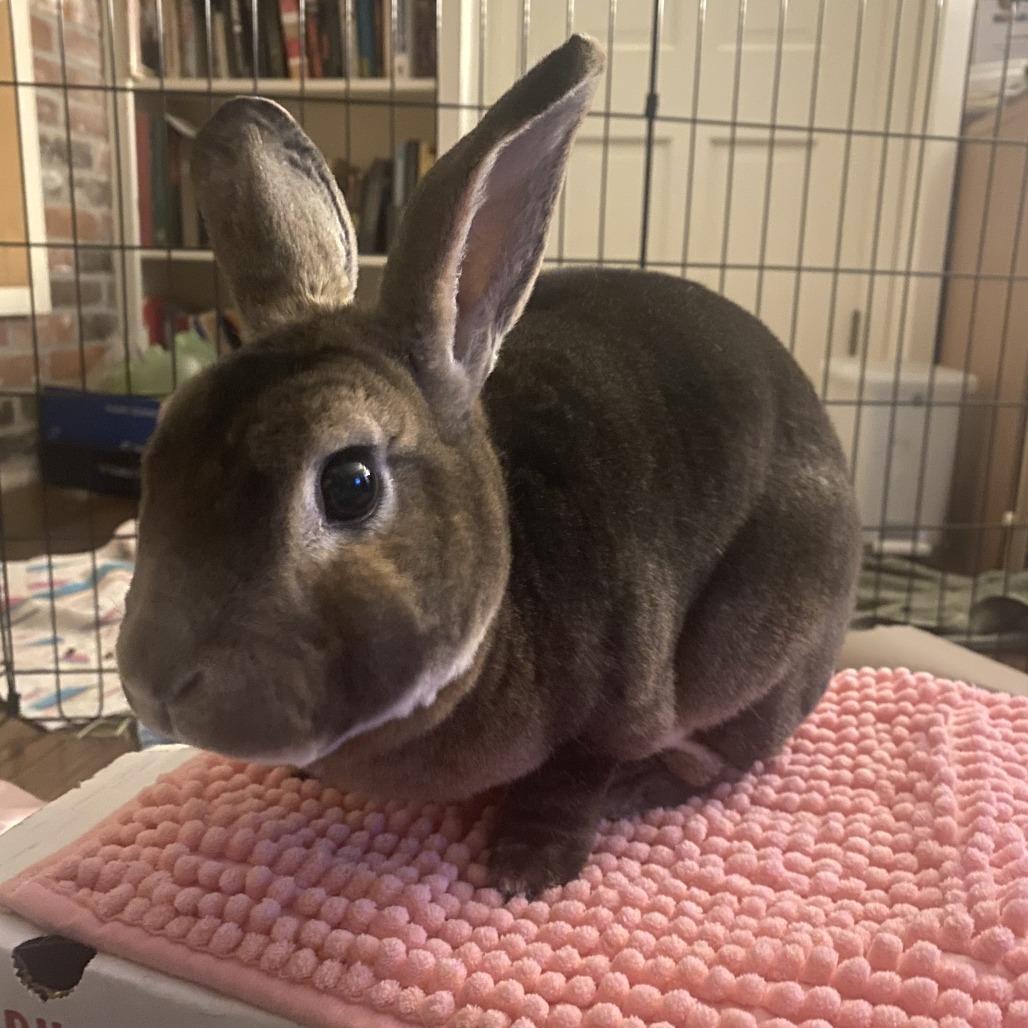 Enlarge Hazel 50% off-In Foster See My Video!, a Adoptable mixed breed in Springfield, MA image 3/6