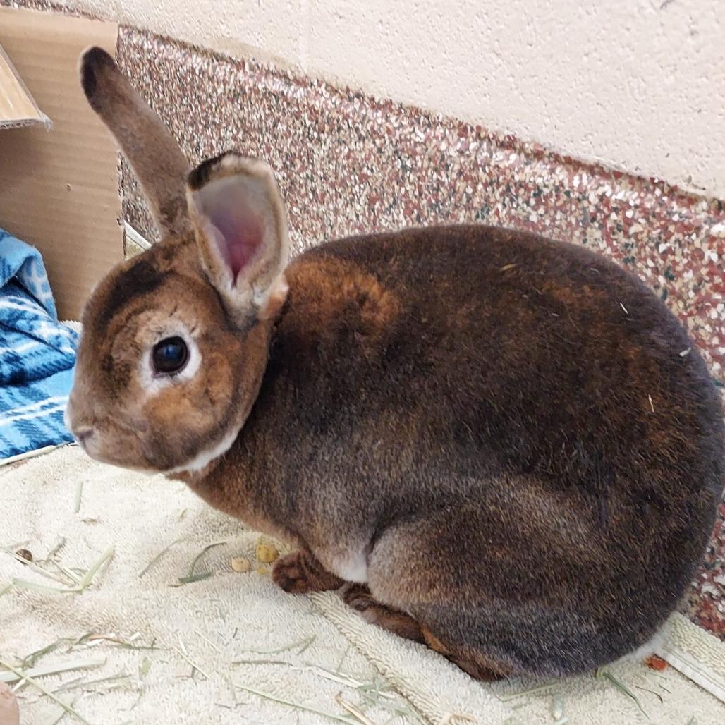 Enlarge Hazel 50% off-In Foster See My Video!, a Adoptable mixed breed in Springfield, MA image 4/6