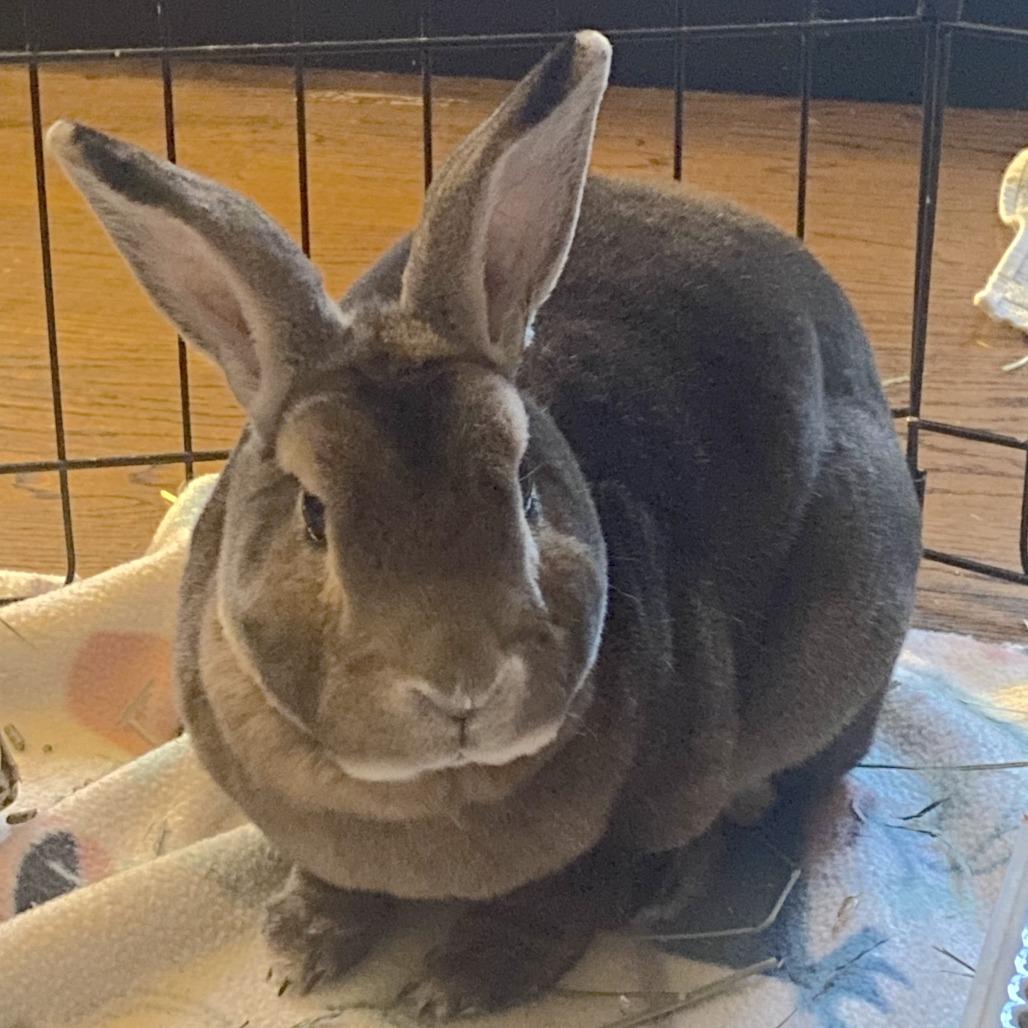 Enlarge Hazel 50% off-In Foster See My Video!, a Adoptable mixed breed in Springfield, MA image 5/6