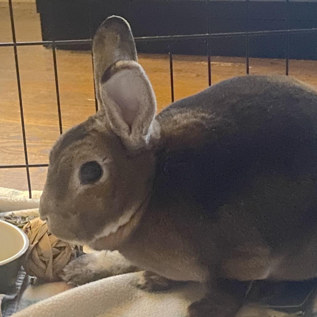 Enlarge Hazel 50% off-In Foster See My Video!, a Adoptable mixed breed in Springfield, MA image 6/6