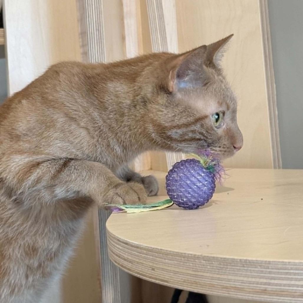 Enlarge Mandarin, a Adoptable Domestic Short Hair in Wichita, KS image 1/6