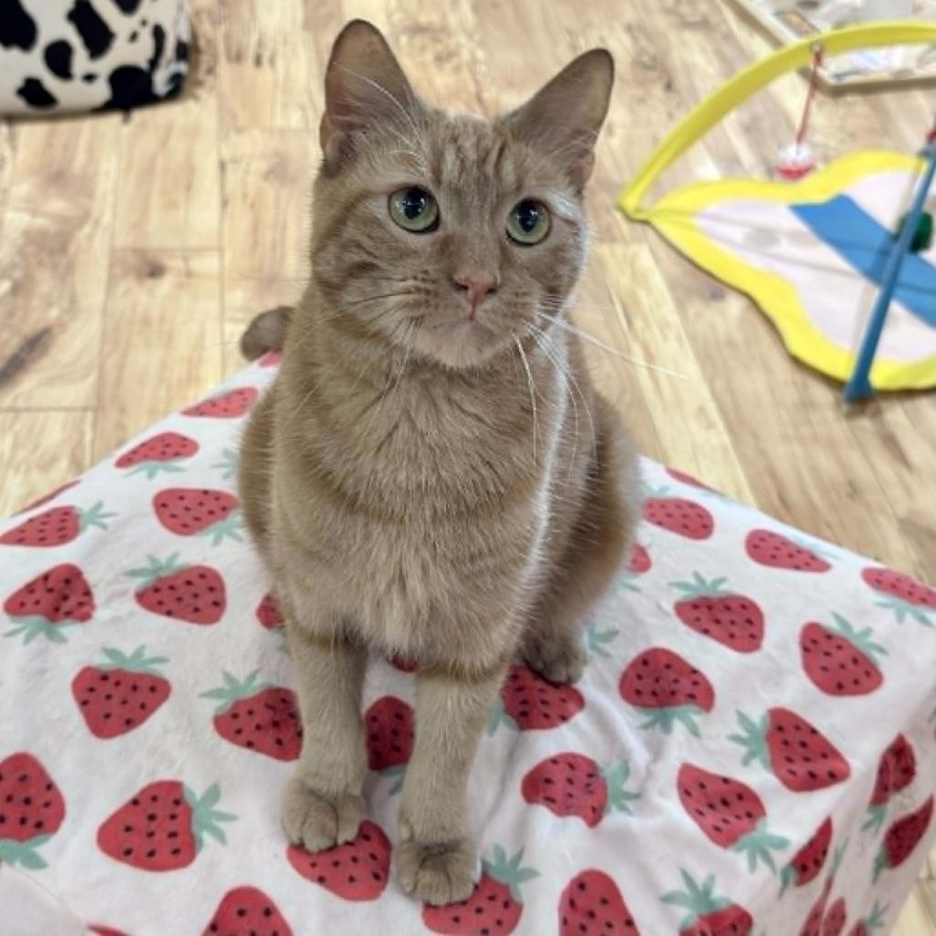Enlarge Mandarin, a Adoptable Domestic Short Hair in Wichita, KS image 2/6