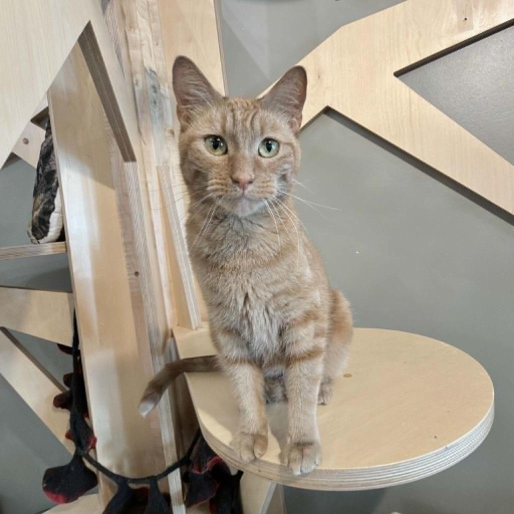 Enlarge Mandarin, a Adoptable Domestic Short Hair in Wichita, KS image 3/6
