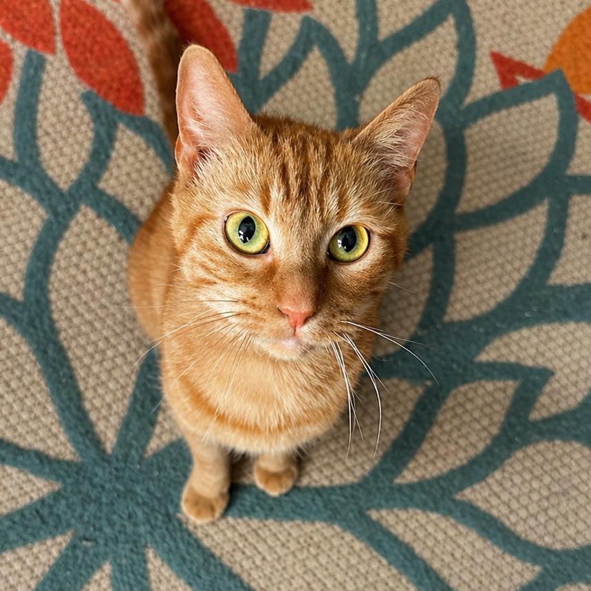 Enlarge Mandarin, a Adoptable Domestic Short Hair in Wichita, KS image 4/6