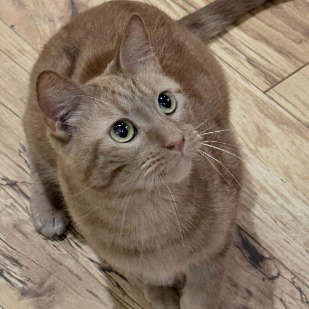 Enlarge Mandarin, a Adoptable Domestic Short Hair in Wichita, KS image 5/6