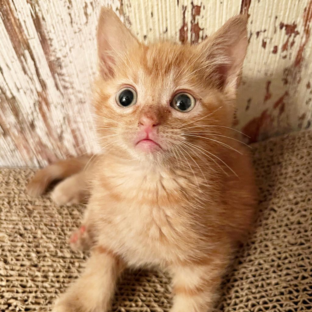 Enlarge Mandarin, a Adoptable Domestic Short Hair in Wichita, KS image 6/6