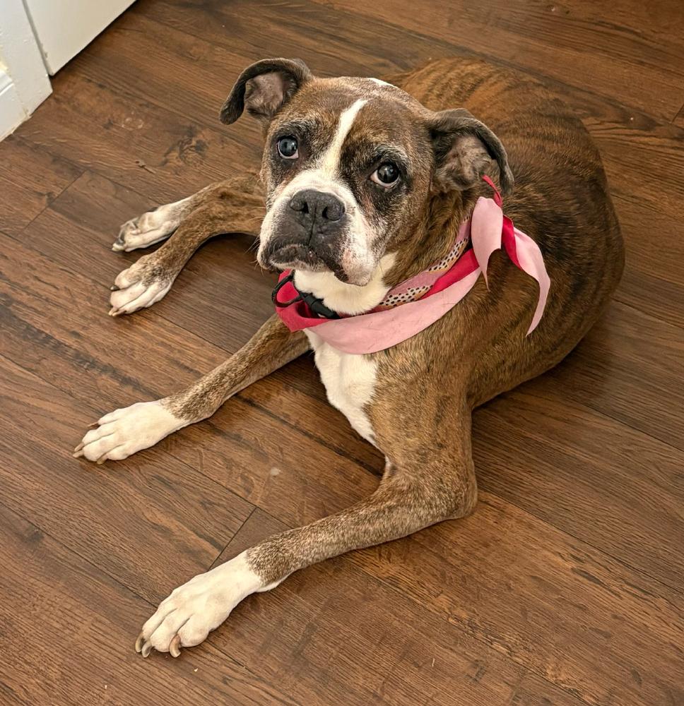Enlarge Whoopie, a Adoptable Boxer in Hewitt, TX image 3/6