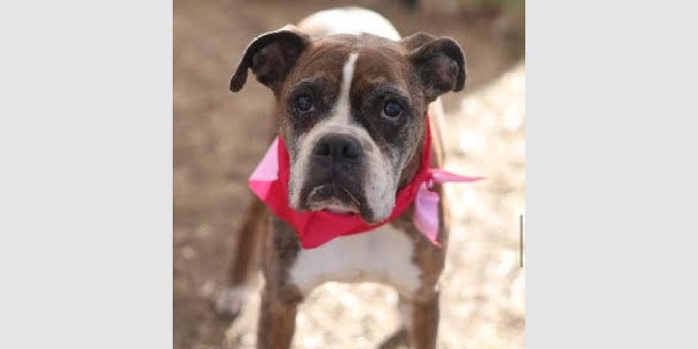 Enlarge Whoopie, a Adoptable Boxer in Hewitt, TX image 4/6
