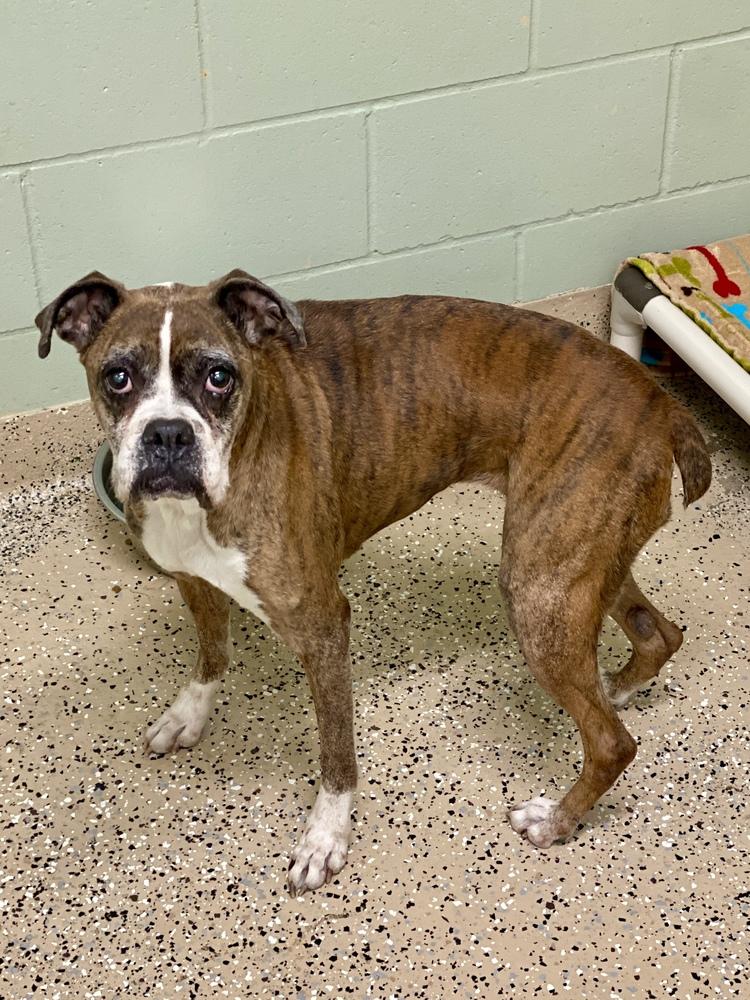 Enlarge Whoopie, a Adoptable Boxer in Hewitt, TX image 4/5