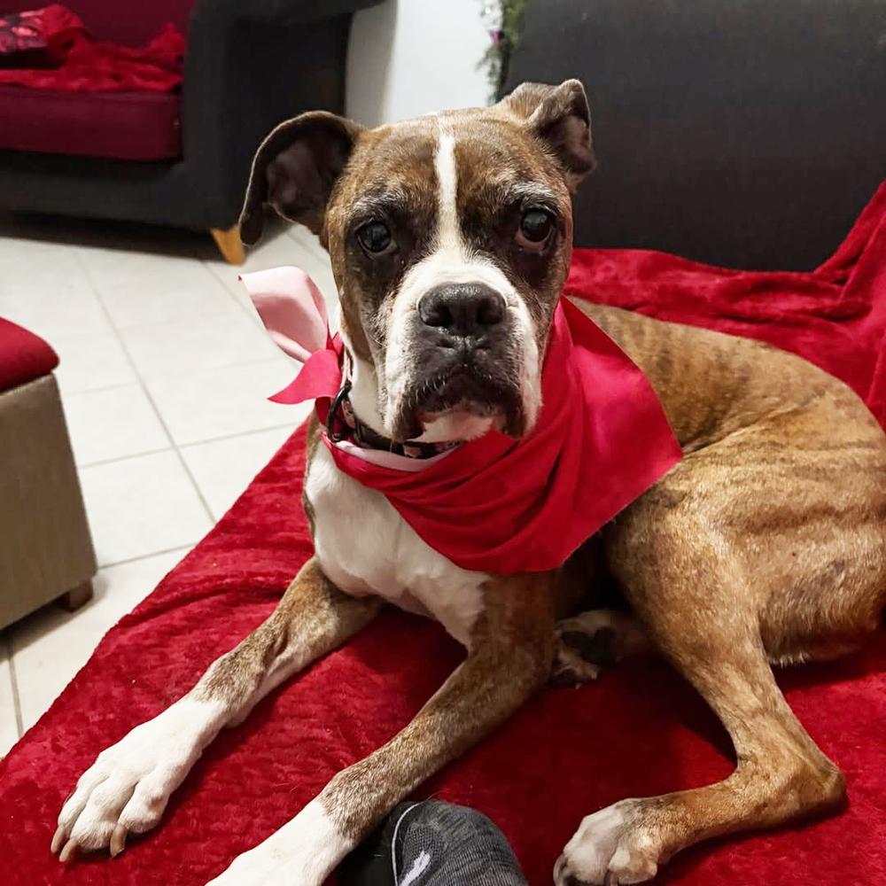 Enlarge Whoopie, a Adoptable Boxer in Hewitt, TX image 5/6