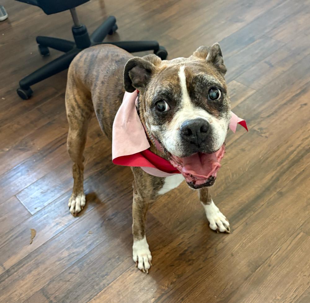 Enlarge Whoopie, a Adoptable Boxer in Hewitt, TX image 6/6