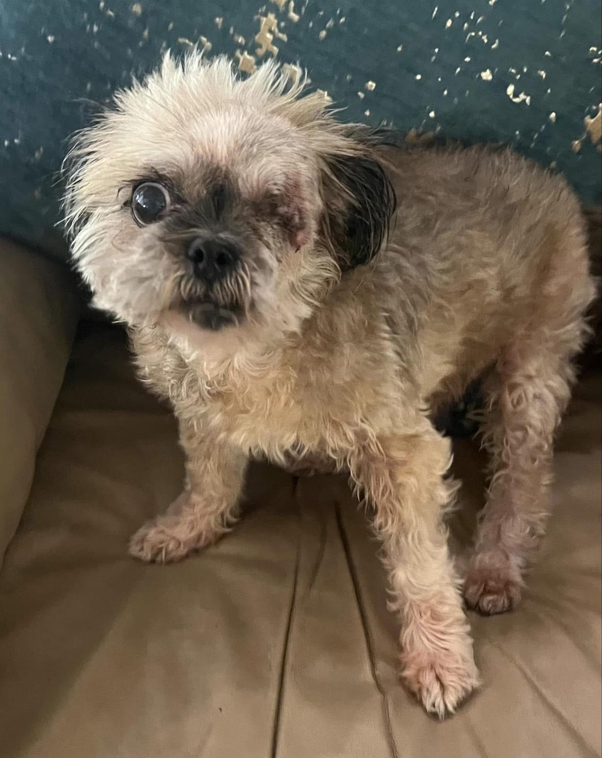 Snoopy, a Adoptable mixed breed in Houston, TX image 1/2