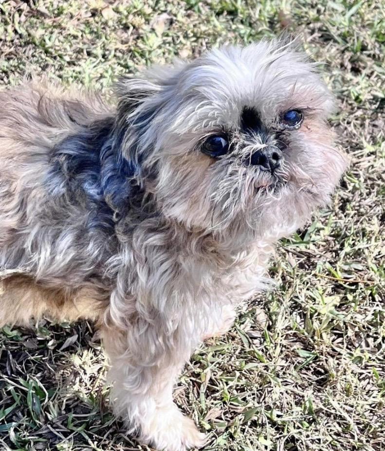 Snoopy, a Adoptable mixed breed in Houston, TX image 2/2