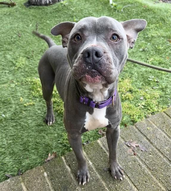 Frankie, ADOPTABLE, Adult Male American Staffordshire Terrier.