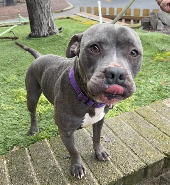 Enlarge Frankie, a ADOPTABLE mixed breed in Phoenix, OR image 2/2