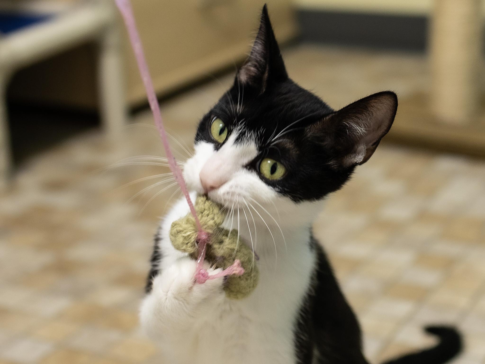 Spring, a ADOPTABLE mixed breed in Republic, WA image 1/6