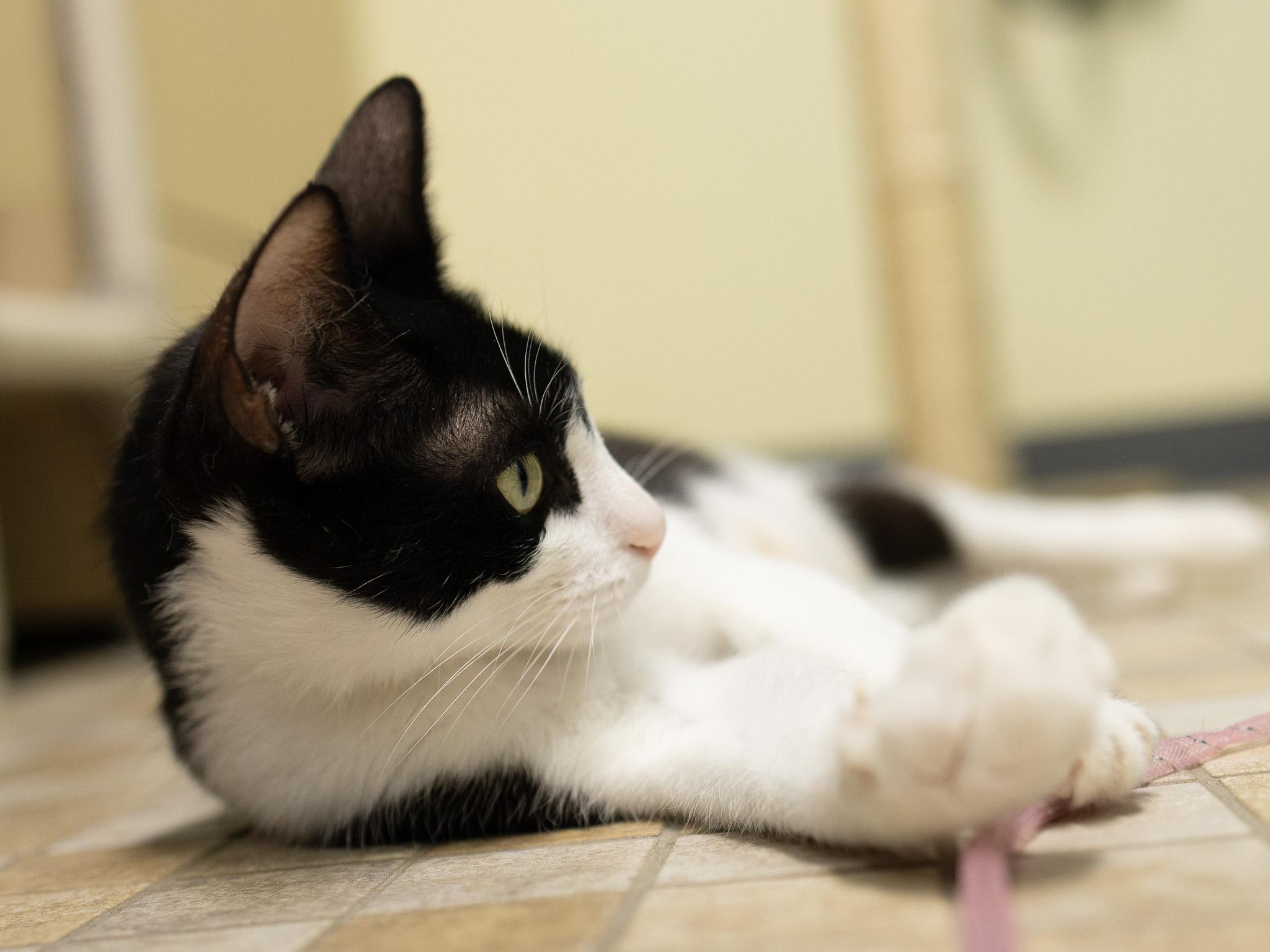 Spring, a ADOPTABLE mixed breed in Republic, WA image 2/6