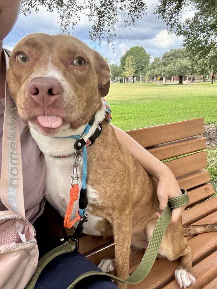 CARLY, Adoptable, Young Female Staffordshire Bull Terrier.