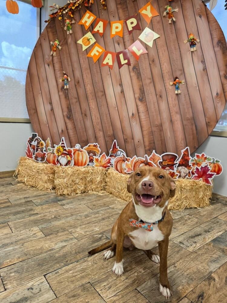 Enlarge CARLY, a Adoptable Staffordshire Bull Terrier in BRULE, NE image 2/4