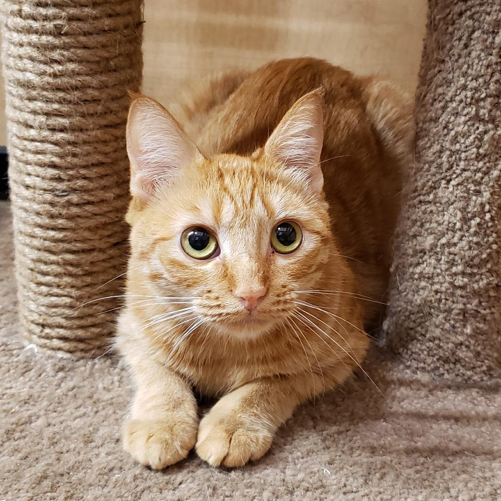 Sweetheart, Adoptable, Young Female Domestic Short Hair.