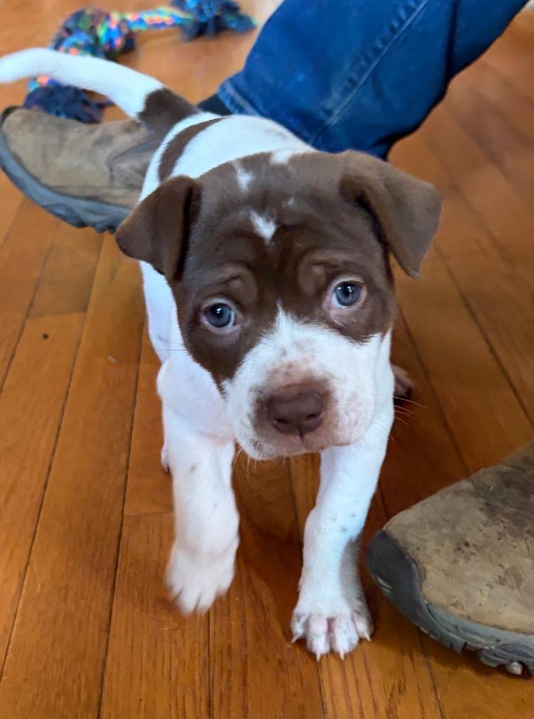 Coco, Adoptable, Puppy Female American Staffordshire Terrier & Labrador Retriever.