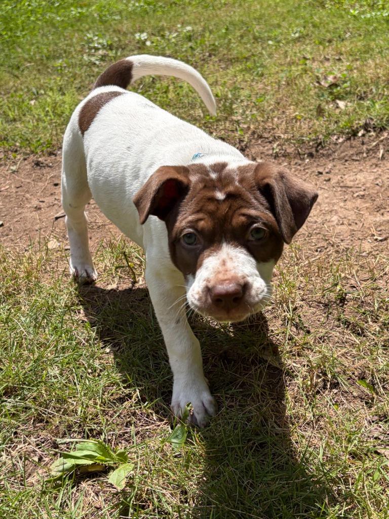 Enlarge Coco, a Adoptable mixed breed in Newnan, GA image 3/5