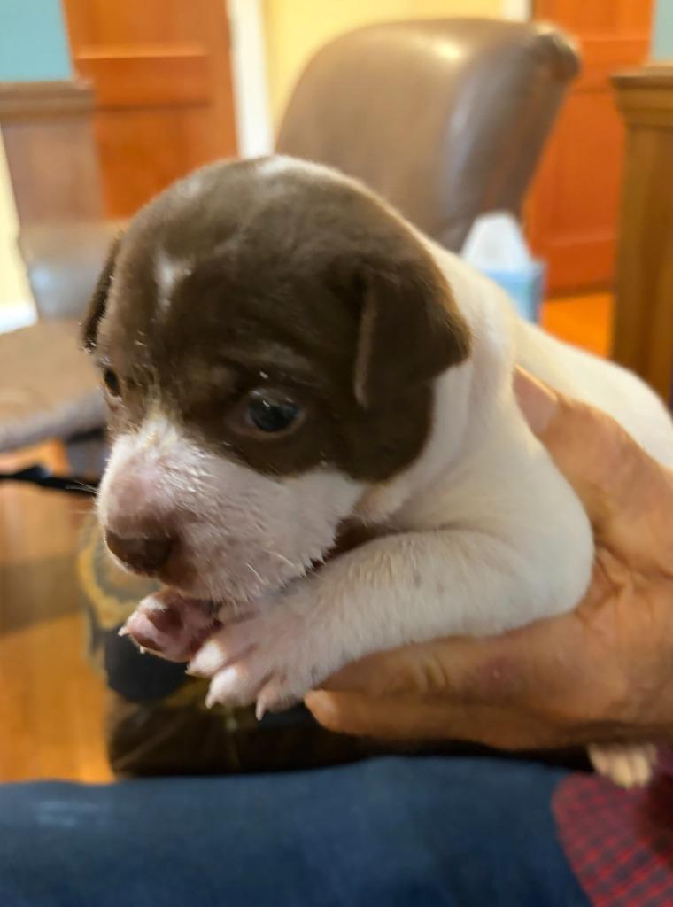 Enlarge Coco, a Adoptable mixed breed in Newnan, GA image 4/5