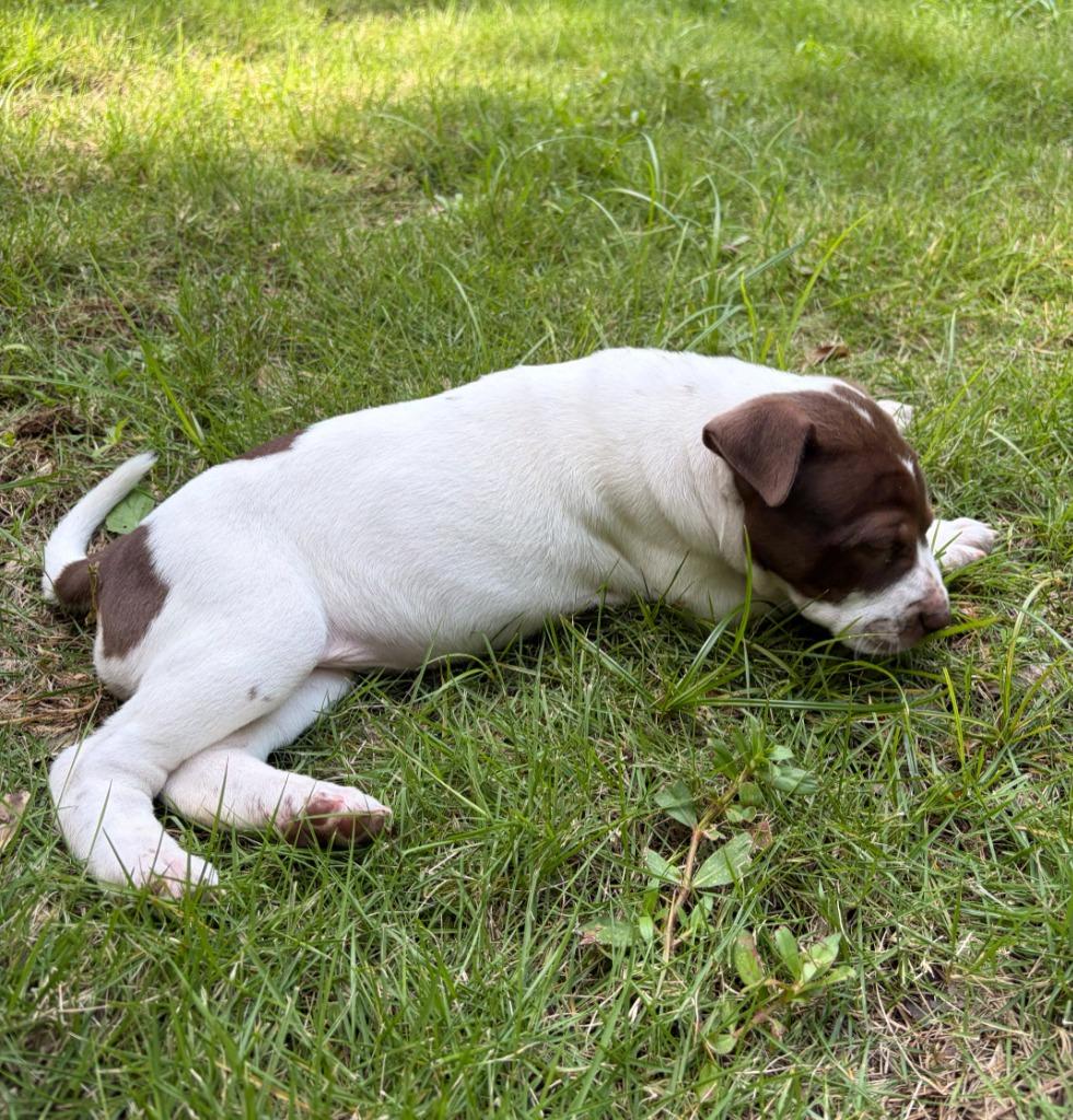 Enlarge Coco, a Adoptable mixed breed in Newnan, GA image 5/5