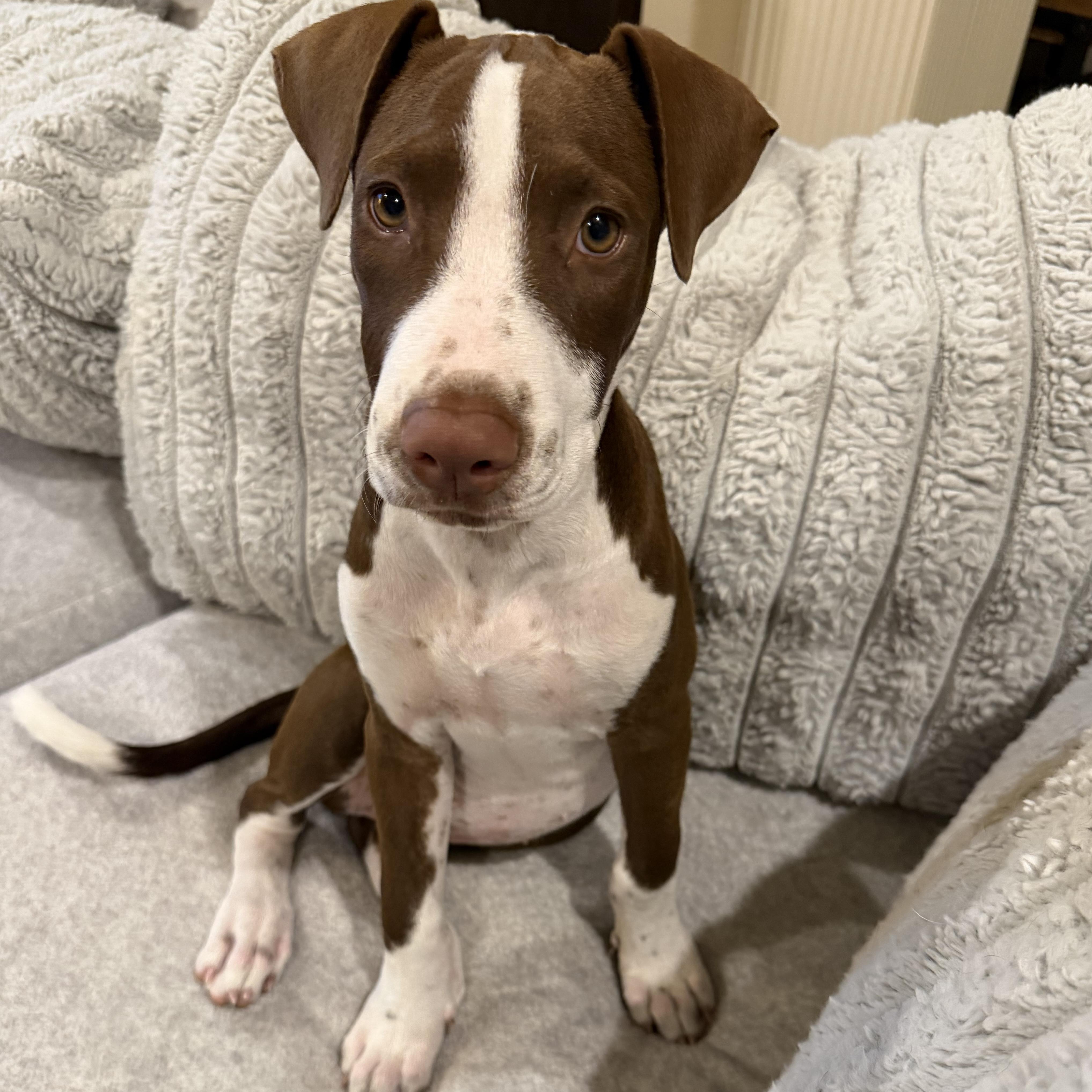 Enlarge Maple, a Adoptable mixed breed in Scarsdale, NY image 2/6