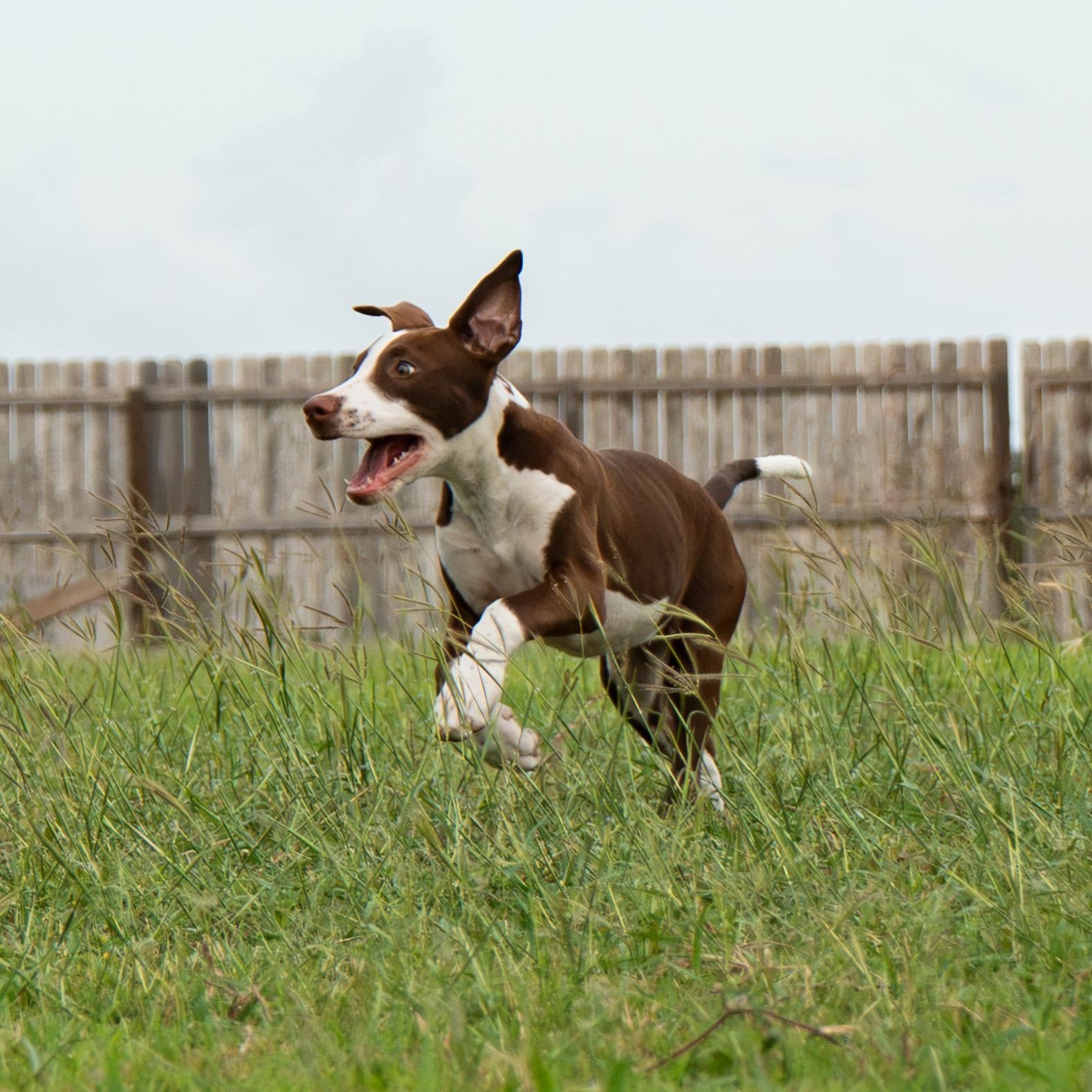 Enlarge Maple, a Adoptable mixed breed in Scarsdale, NY image 5/6