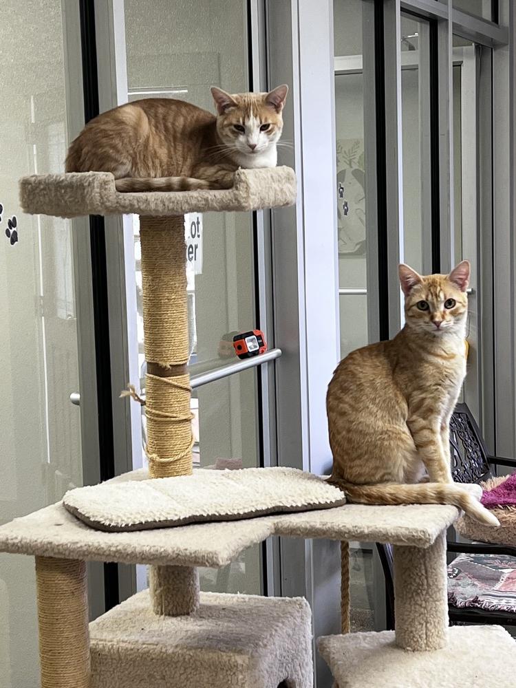 Cornbread, Adoptable, Young Male Domestic Short Hair.