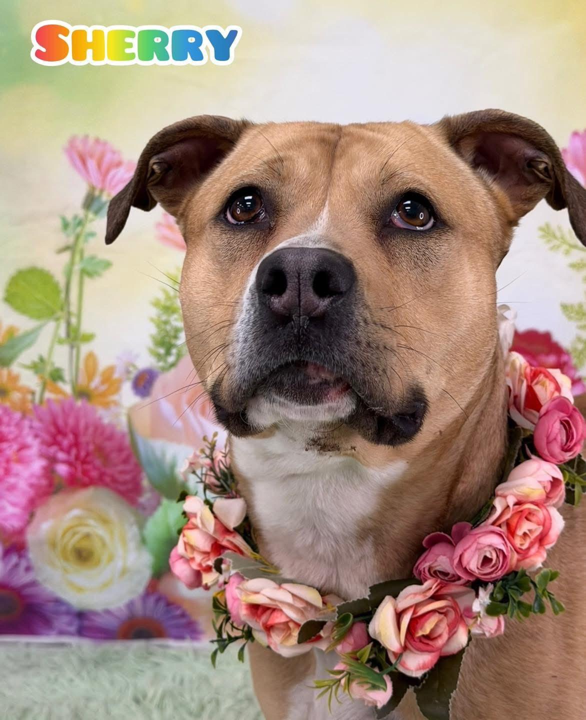 Sherry, ADOPTABLE, Adult Female Mixed Breed.