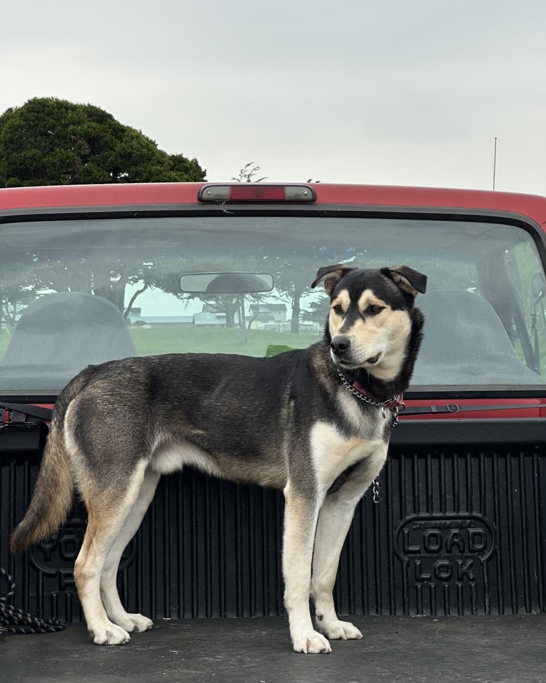 Gabe, ADOPTABLE, Adult Male Shepherd.
