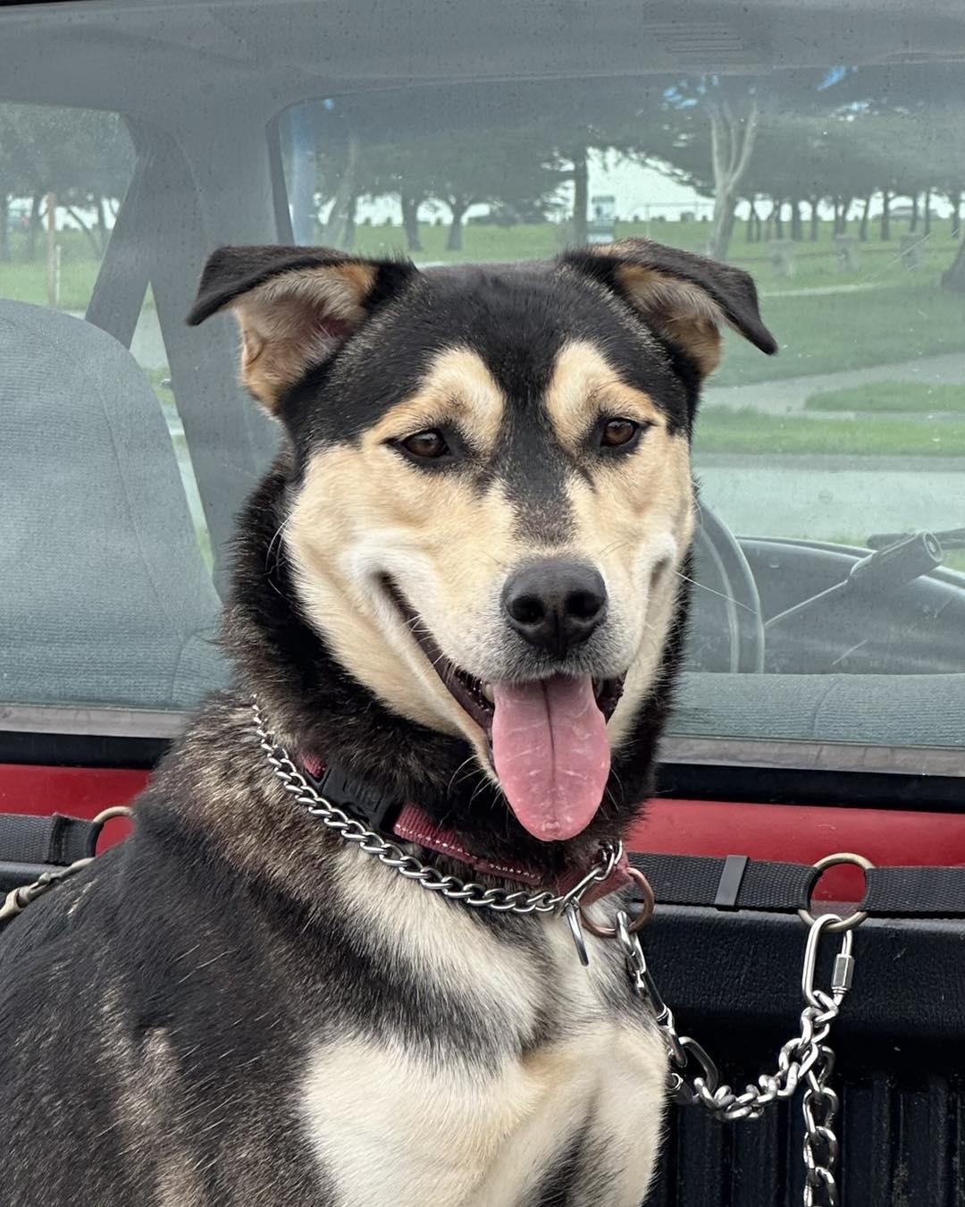 Gabe, a ADOPTABLE mixed breed in Crescent city, CA image 2/3