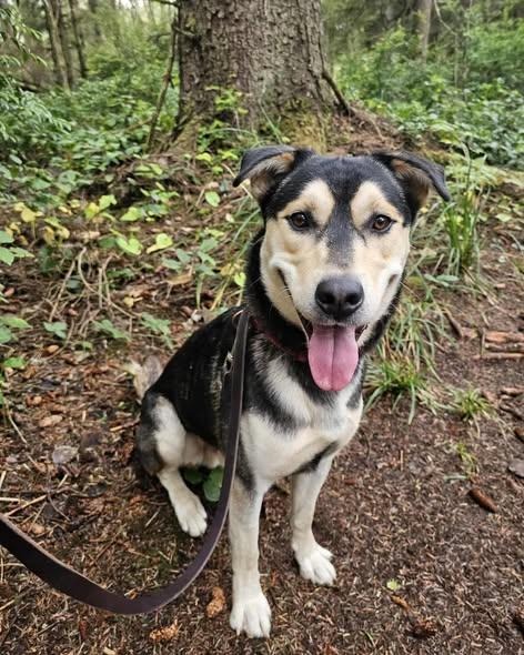 Gabe, a ADOPTABLE mixed breed in Crescent city, CA image 3/3