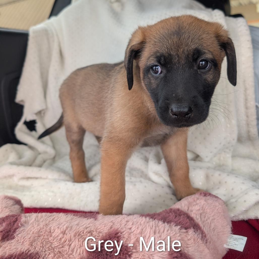 Enlarge Grey, a Adoptable Mixed Breed in Madison, WI image 1/1