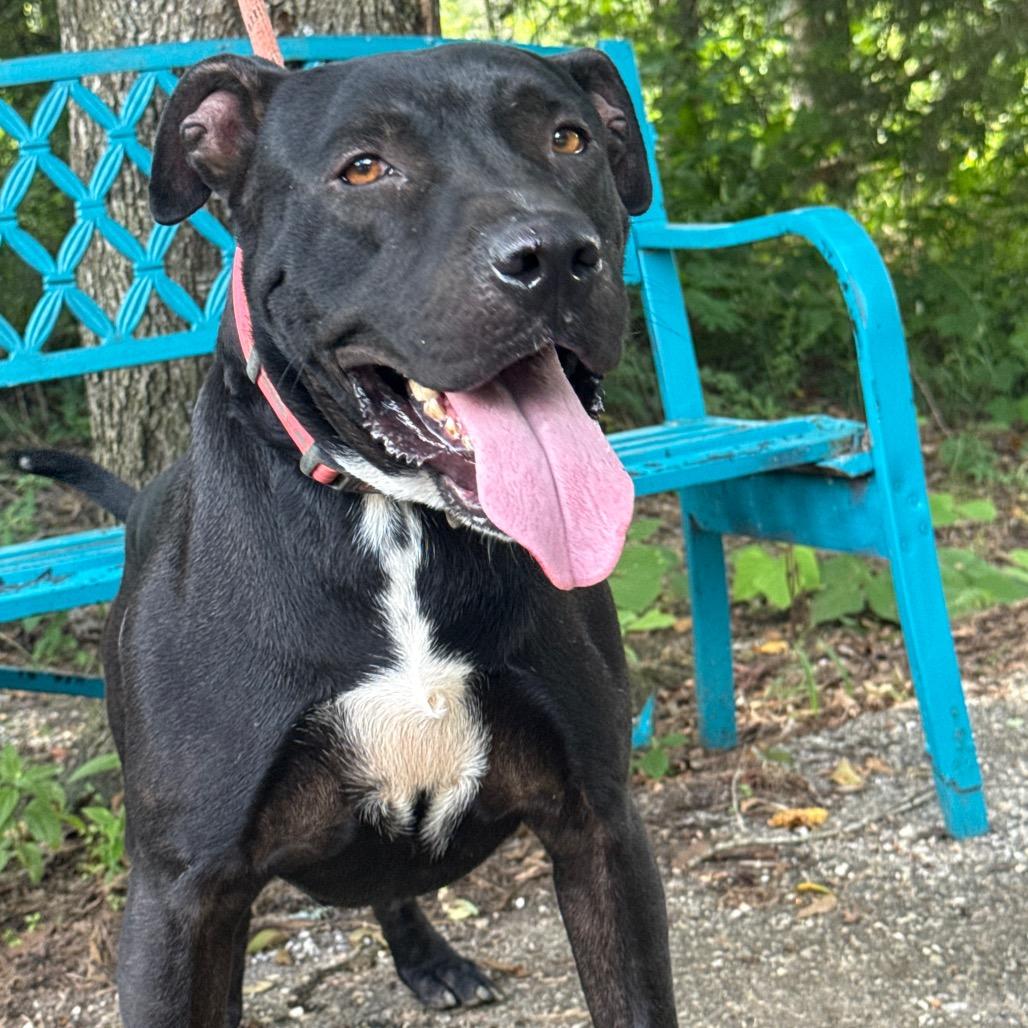 Enlarge Warden, a Adoptable mixed breed in Monroeville, AL image 1/6