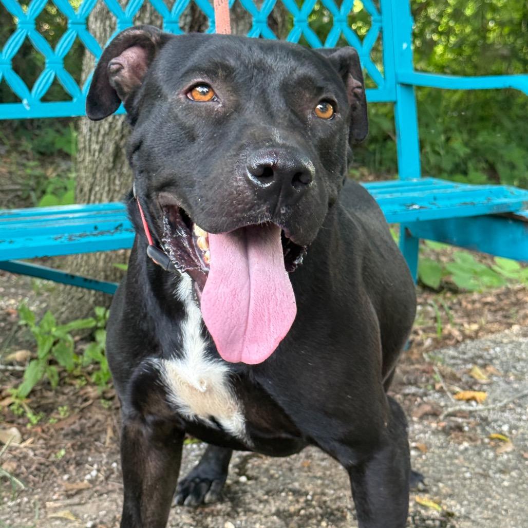 Enlarge Warden, a Adoptable mixed breed in Monroeville, AL image 2/6