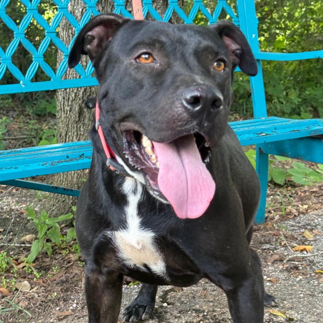 Enlarge Warden, a Adoptable mixed breed in Monroeville, AL image 3/6