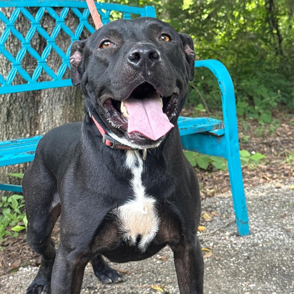 Enlarge Warden, a Adoptable mixed breed in Monroeville, AL image 4/6