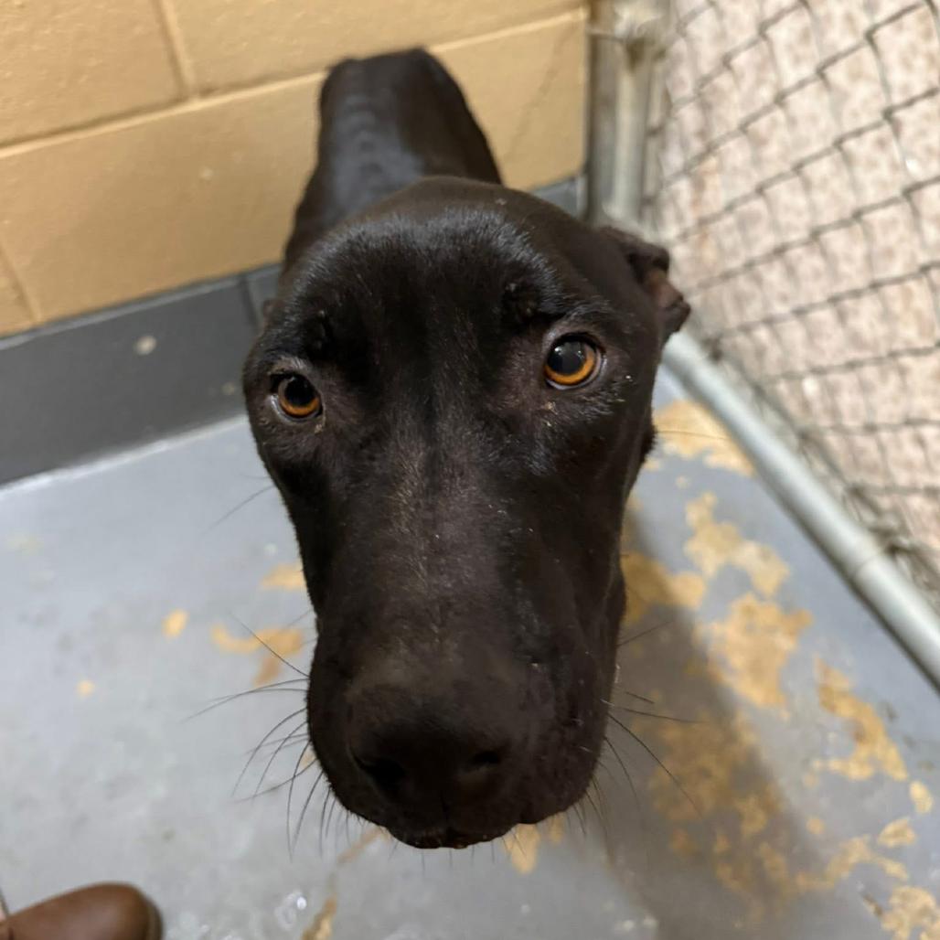 Enlarge Warden, a Adoptable mixed breed in Monroeville, AL image 5/6