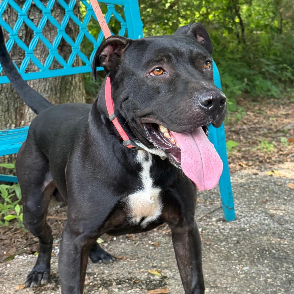 Enlarge Warden, a Adoptable mixed breed in Monroeville, AL image 6/6
