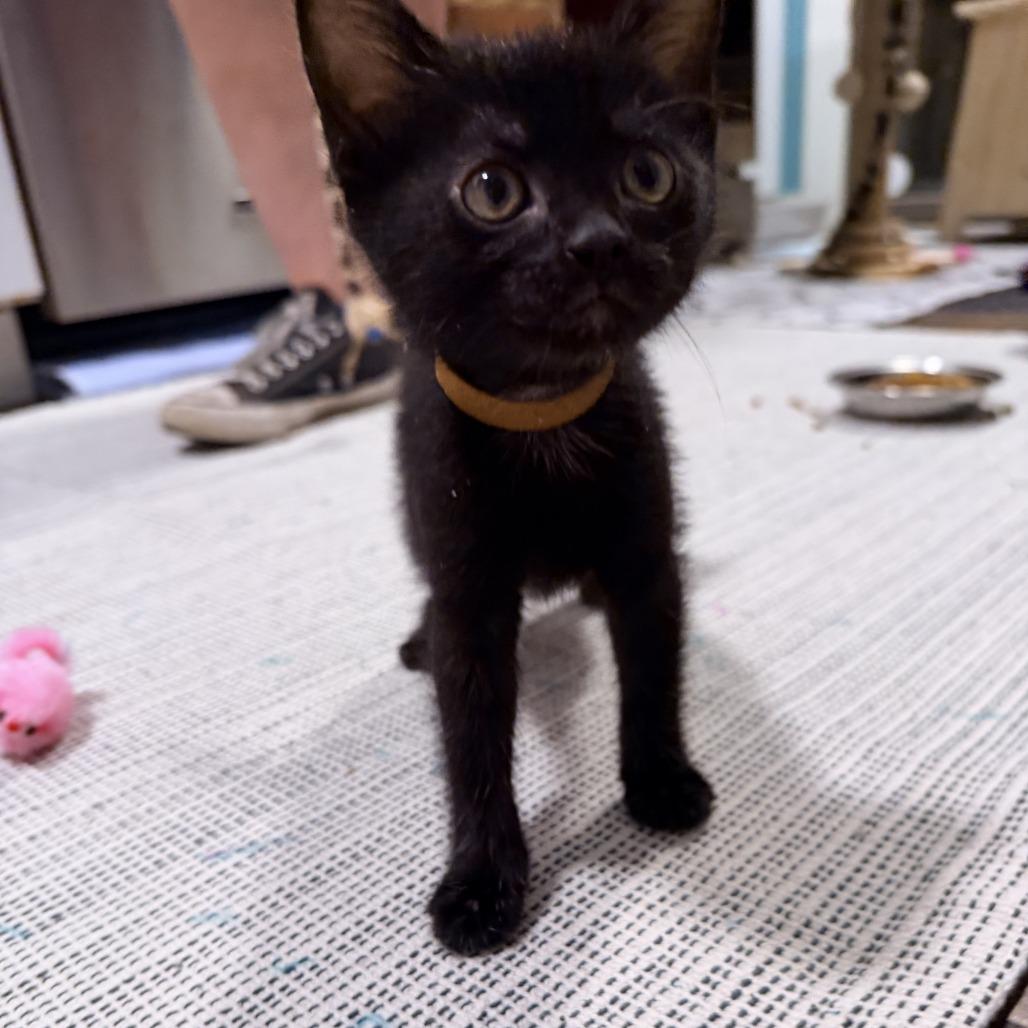 Enlarge Brownie, a Adoptable Domestic Short Hair in Baltimore, MD image 1/3