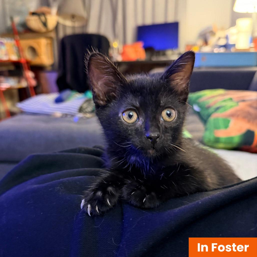 Enlarge Brownie, a Adoptable Domestic Short Hair in Baltimore, MD image 2/3